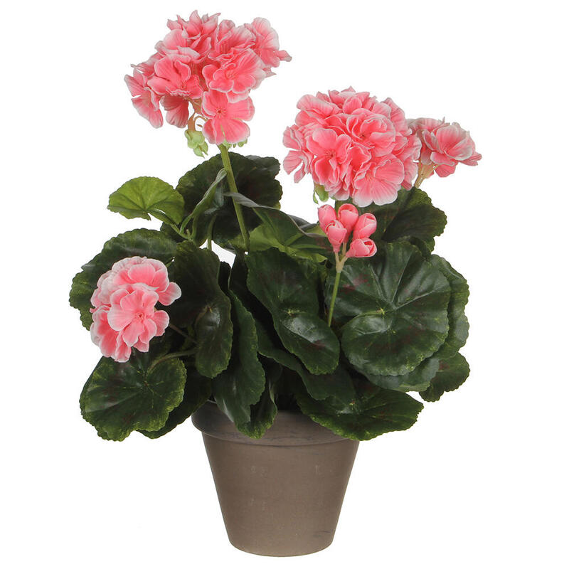 Geranio Melocoton Pvc With Plant Pot Grey